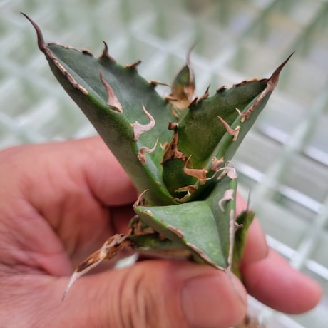 AGAVE FO-076 BIG SPINE