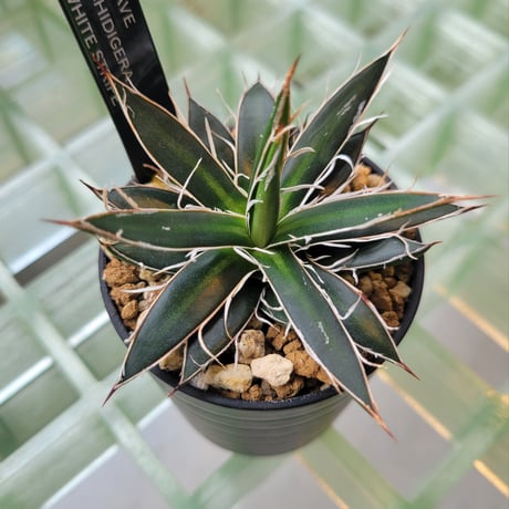 AGAVE SCHIDIGERA WHITE STRIPE