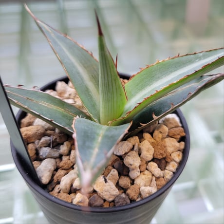 AGAVE LOPHANTHA GOLD FINGER
