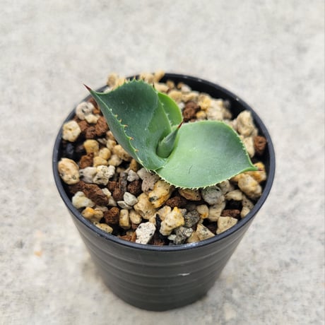 AGAVE ISTHMENSIS ダルマ葉②