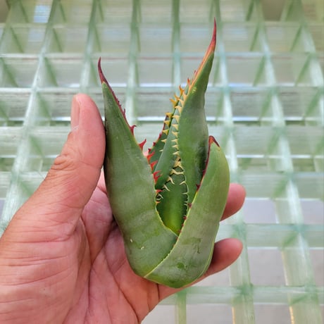 AGAVE SHAWII①