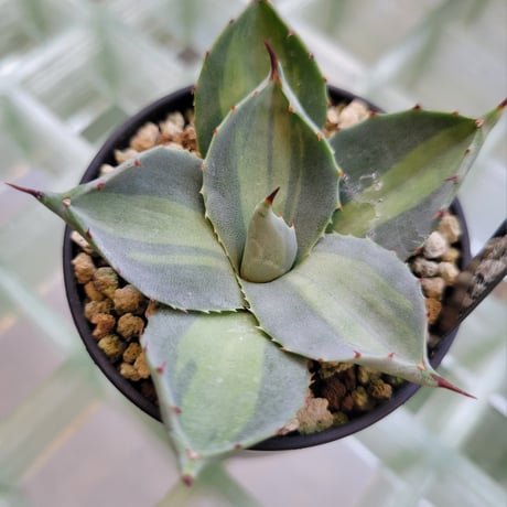 AGAVE PARRYI HUACHUCENSIS EXCELSIOR
