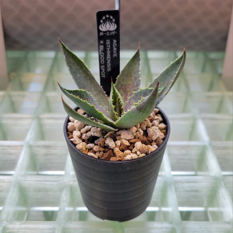 AGAVE ISTHMENSIS ×BLOOD SPOT