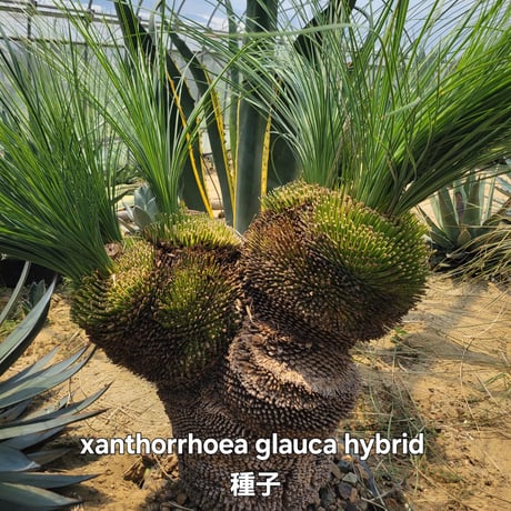 XANTHORRHOEA GLAUCA HYBRID 種子