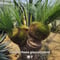 XANTHORRHOEA GLAUCA HYBRID 種子