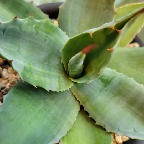 AGAVE OVATIFOLIA VARIEGATA凸凹