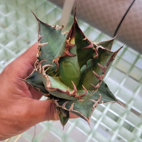 AGAVE FO-076 BIG SPINE