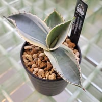 AGAVE GYPSOPHILA IVORY CURL