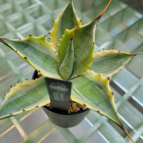 AGAVE POTATORUM 怒雷神錦