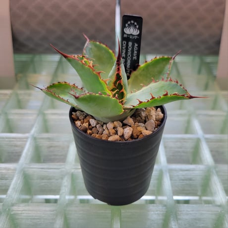 AGAVE BOVICORNUTA DIVINE BOVINE