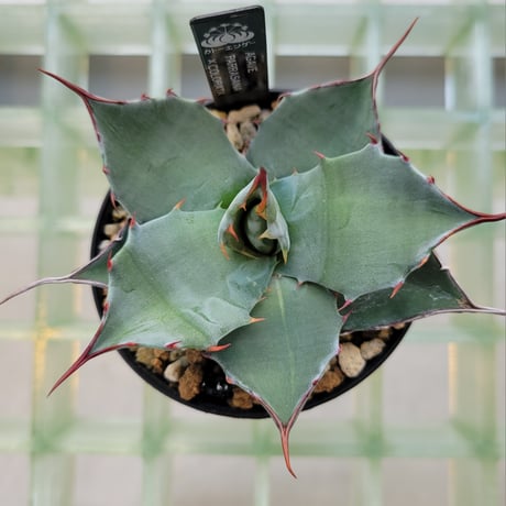 AGAVE PARRASANA × COLORATA