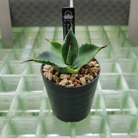 AGAVE BFI(BLUE FLAME×ISTHMENSIS)
