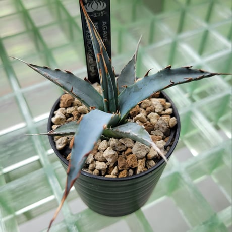 AGAVE UTAHENSIS NEVADENSIS×KERCHOVEI(SP.) 【カトーエンゲーハイブリッド】