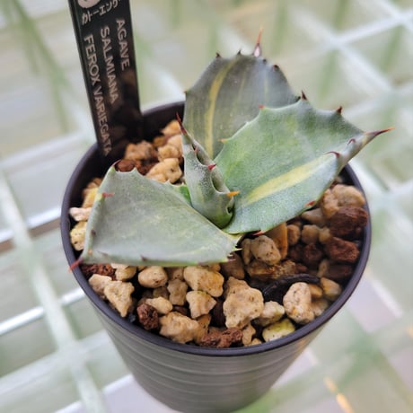 AGAVE SALMIANA FEROX VARIEGATA
