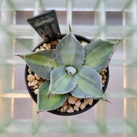 AGAVE PARRYI HUACHUCENSIS EXCELSIOR