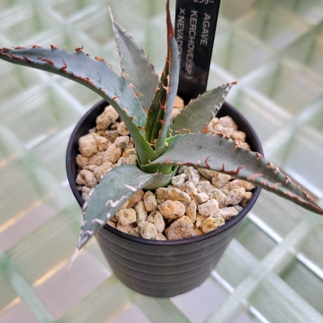 AGAVE KERCHOVEI(SP.)×UTAHENSIS NEVADENSIS【カトーエンゲーハイブリッド】