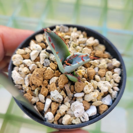 AGAVE ZEBRA SQUARE TOOTH