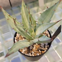 AGAVE DESERTI SIMPLEX SNOW DEVIL