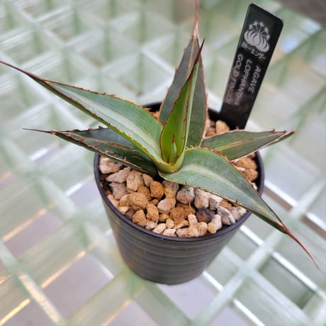 AGAVE LOPHANTHA GOLD FINGER