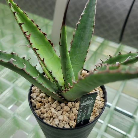 AGAVE KERCHOVEI(SP.)×COLORATA【カトーエンゲーハイブリッド】