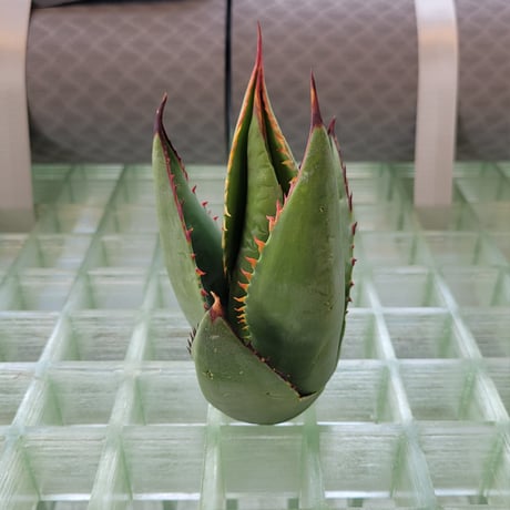 AGAVE SHAWII➁