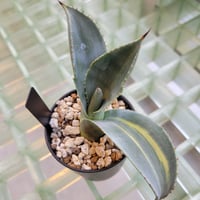 AGAVE FRANZOSINII VARIEGATA