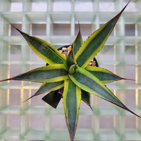 AGAVE SUN GLOW