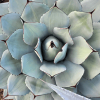 AGAVE PARRYI TRUNCATA VARIEGATA凸凹