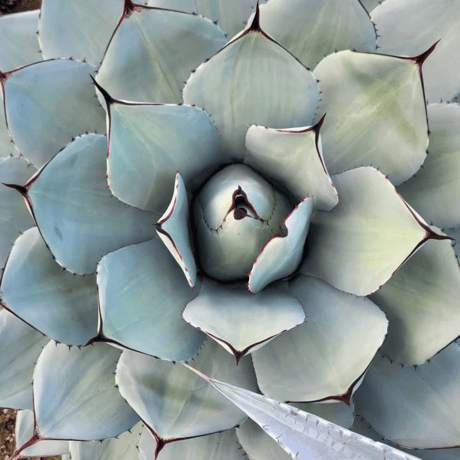 AGAVE PARRYI TRUNCATA VARIEGATA凸凹