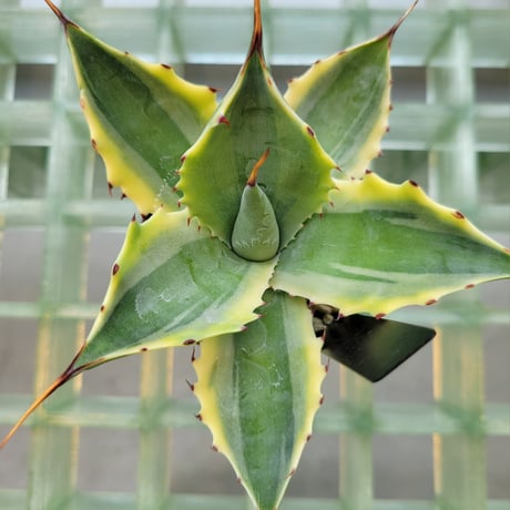 AGAVE POTATORUM 怒雷神錦