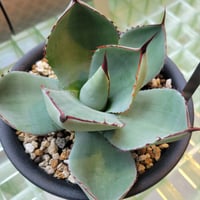 AGAVE PARRYI TRUNCATA CUP LEAF
