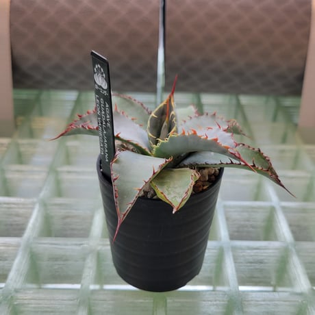 AGAVE GUADALAJARANA LEON VARIEGATA