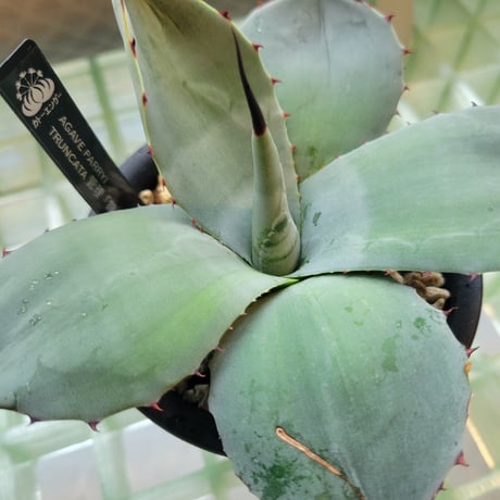 AGAVE PARRYI TRUNCATA 管理「鎮」