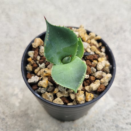 AGAVE ISTHMENSIS ダルマ葉②
