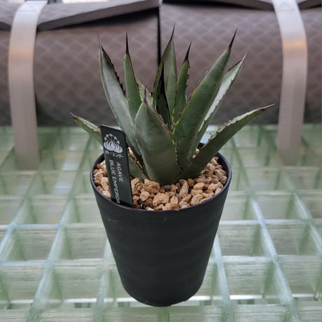 AGAVE BLUE EMPEROR