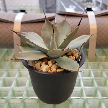 AGAVE PARRYI TRUNCATA HUNTINGTON