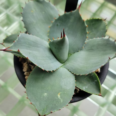 AGAVE PARRYI HUACHUCENSIS 吉祥天