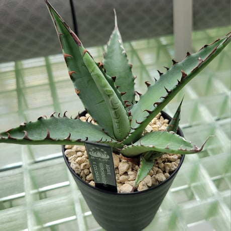 AGAVE KERCHOVEI(SP.)×COLORATA【カトーエンゲーハイブリッド】