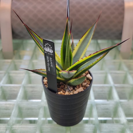 AGAVE SUN GLOW