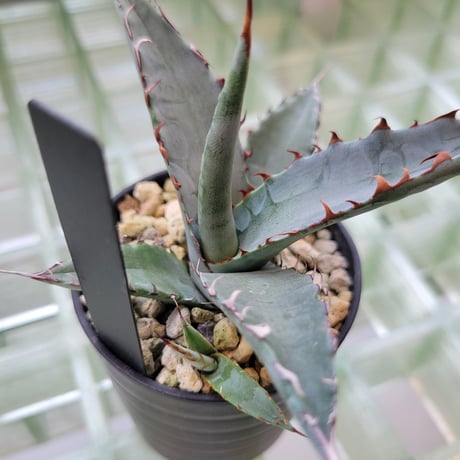 AGAVE KERCHOVEI(SP.)×COLORATA【カトーエンゲーハイブリッド】