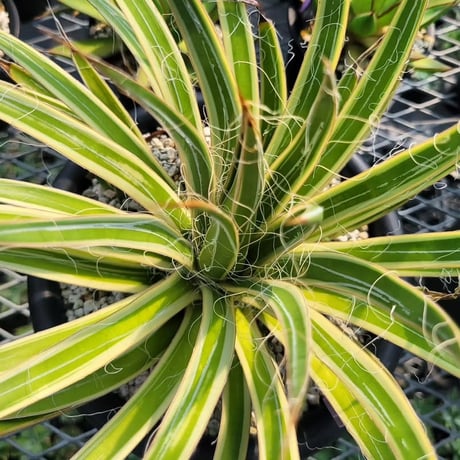 AGAVE MULTIFIRIFERA STARSHINE