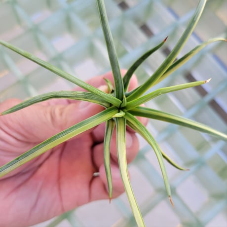 AGAVE 吹上錦