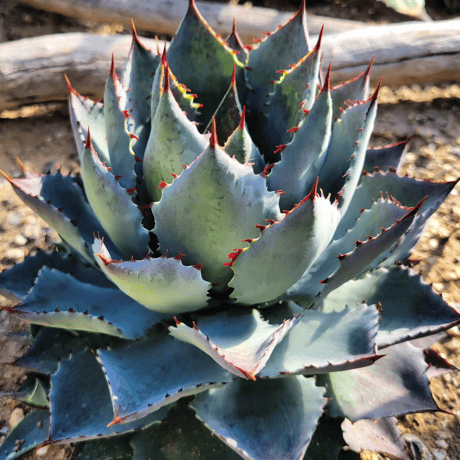 AGAVE ISTHMENSIS ×BLOOD SPOT