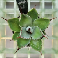 AGAVE 吉祥冠