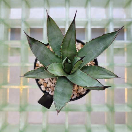 AGAVE BLUE EMPEROR