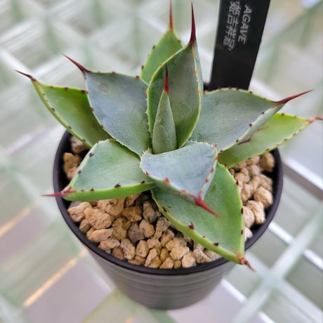 AGAVE 姫吉祥冠