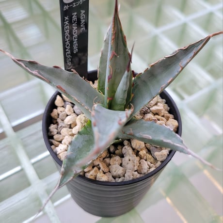 AGAVE UTAHENSIS NEVADENSIS×KERCHOVEI(SP.) 【カトーエンゲーハイブリッド】