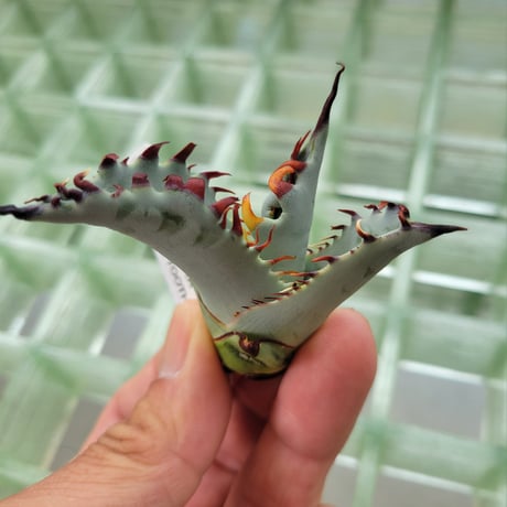 AGAVE ZEBRA SQUARE TOOTH