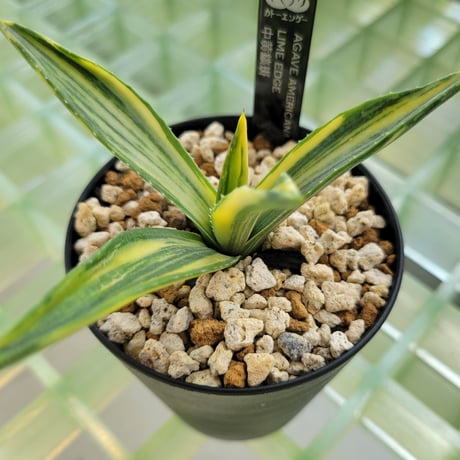 AGAVE AMERICANA LIME EDGE 黄中縞斑