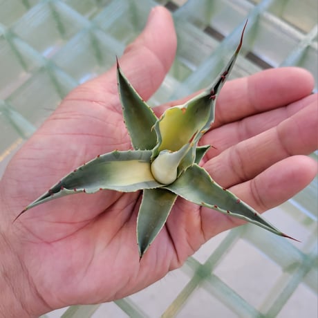 AGAVE OVATIFOLIA AWAKENING ANGEL